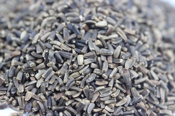 <a href='http://fscangbo.com/mucaozhongzi/14254.html' target='_blank'>菊苣種子</a>