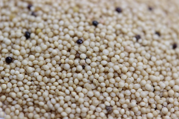 籽粒莧<a href='http://fscangbo.com/' target='_blank'>種子</a>