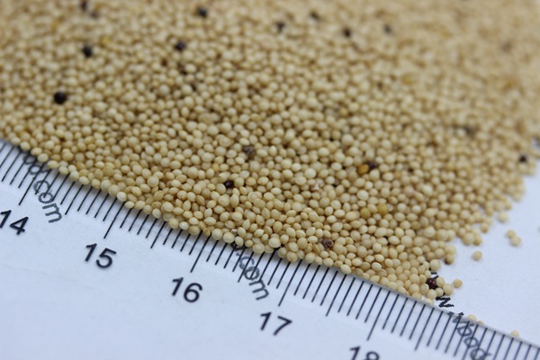 <a href='http://fscangbo.com/mucaozhongzi/1693.html' target='_blank'>籽粒莧</a><a href='http://fscangbo.com/' target='_blank'>種子</a>