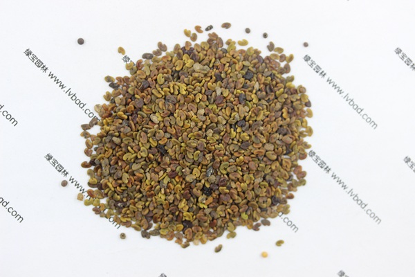 <a href='http://fscangbo.com/mucaozhongzi/1694.html' target='_blank'>紫云英</a><a href='http://fscangbo.com/' target='_blank'>種子</a>