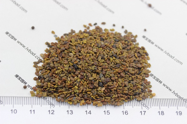 <a href='http://fscangbo.com/mucaozhongzi/1694.html' target='_blank'>紫云英種子</a>