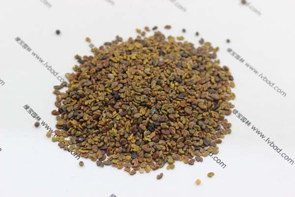 紫云英<a href='http://fscangbo.com/' target='_blank'>種子</a>