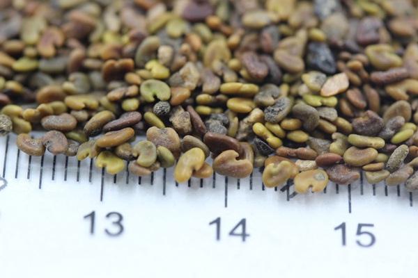 <a href='http://fscangbo.com/mucaozhongzi/1694.html' target='_blank'>紫云英</a><a href='http://fscangbo.com/' target='_blank'>種子</a>