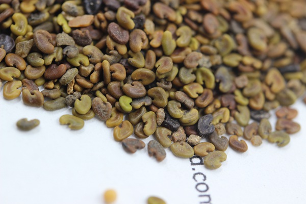 <a href='http://fscangbo.com/mucaozhongzi/1694.html' target='_blank'>紫云英種子</a>