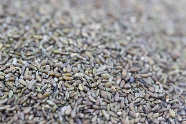 <a href='http://fscangbo.com/mucaozhongzi/14650.html' target='_blank'>沙蒿種子</a>