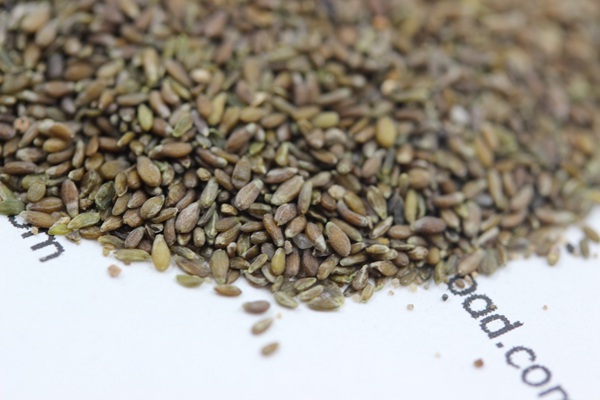 沙蒿<a href='http://fscangbo.com/' target='_blank'>種子</a>