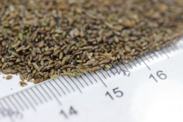 <a href='http://fscangbo.com/mucaozhongzi/14650.html' target='_blank'>沙蒿</a><a href='http://fscangbo.com/' target='_blank'>種子</a>