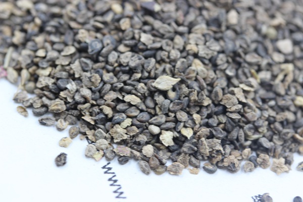 <a href='http://fscangbo.com/caohuazhongzi/1041.html' target='_blank'>地膚</a><a href='http://fscangbo.com/' target='_blank'>種子</a>