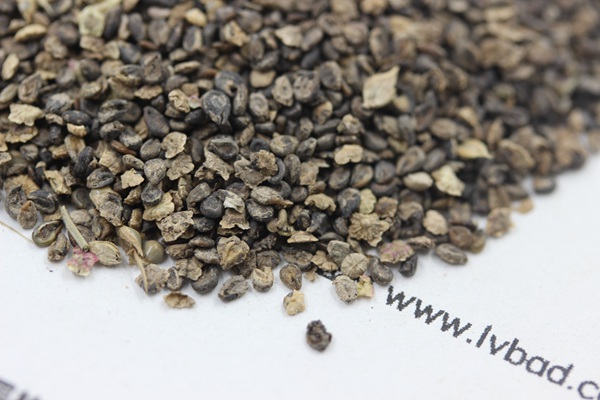 <a href='http://fscangbo.com/caohuazhongzi/1041.html' target='_blank'>地膚種子</a>