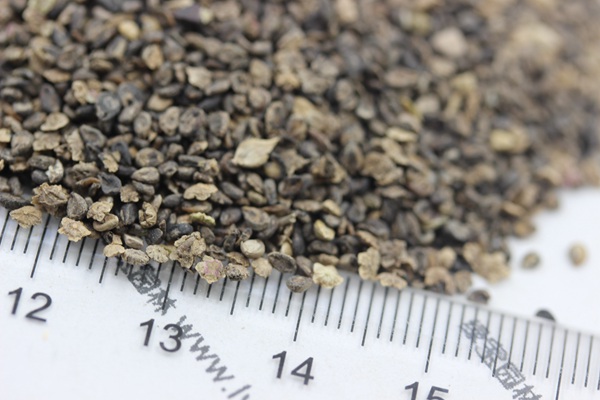 <a href='http://fscangbo.com/caohuazhongzi/1041.html' target='_blank'>地膚</a><a href='http://fscangbo.com/' target='_blank'>種子</a>