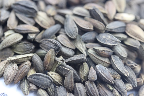 <a href='http://fscangbo.com/caohuazhongzi/1046.html' target='_blank'>非洲菊種子</a>