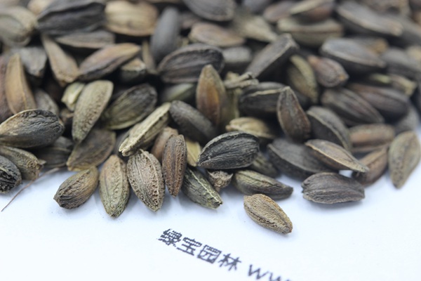 <a href='http://fscangbo.com/caohuazhongzi/1046.html' target='_blank'>非洲菊</a><a href='http://fscangbo.com/' target='_blank'>種子</a>