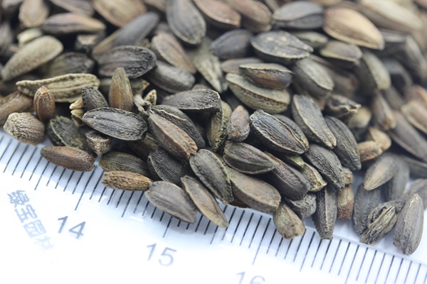 非洲菊<a href='http://fscangbo.com/' target='_blank'>種子</a>