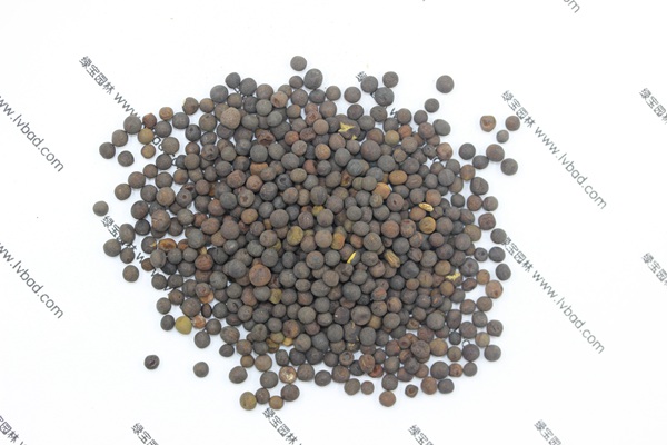 <a href='http://fscangbo.com/mucaozhongzi/6.html' target='_blank'>紫花苕</a><a href='http://fscangbo.com/' target='_blank'>種子</a>