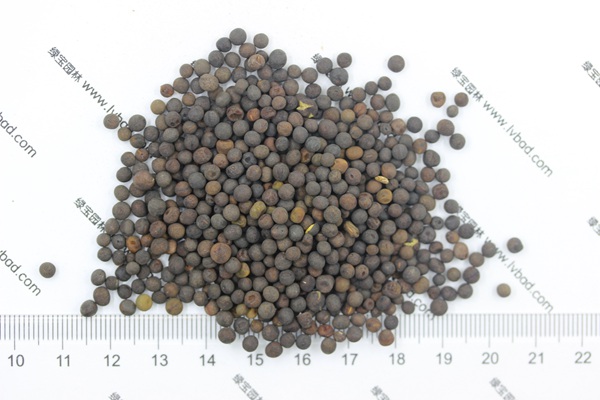 <a href='http://fscangbo.com/mucaozhongzi/6.html' target='_blank'>紫花苕</a><a href='http://fscangbo.com/' target='_blank'>種子</a>