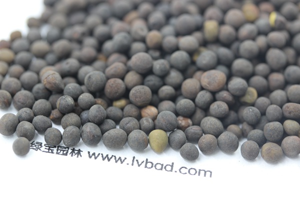 <a href='http://fscangbo.com/mucaozhongzi/6.html' target='_blank'>紫花苕種子</a>