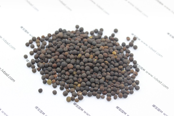 紫花苕<a href='http://fscangbo.com/' target='_blank'>種子</a>