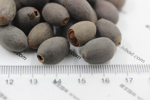 <a href='http://fscangbo.com/caohuazhongzi/1059.html' target='_blank'>荷花種子</a>