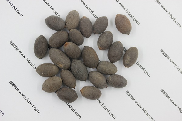 <a href='http://fscangbo.com/caohuazhongzi/1059.html' target='_blank'>荷花</a><a href='http://fscangbo.com/' target='_blank'>種子</a>