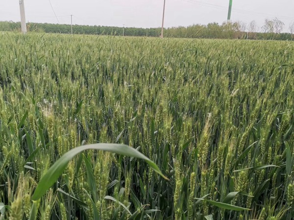 黑小麥<a href='http://fscangbo.com/' target='_blank'>種子</a>