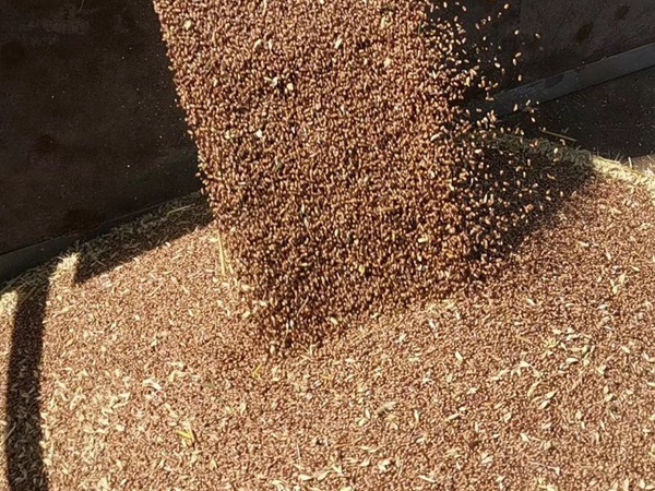 <a href='http://fscangbo.com/mucaozhongzi/16013.html' target='_blank'>黑小麥種子</a>