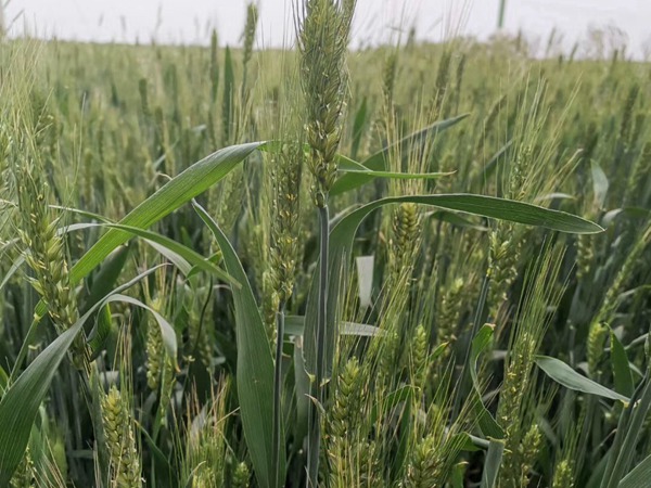 <a href='http://fscangbo.com/mucaozhongzi/16013.html' target='_blank'>黑小麥種子</a>