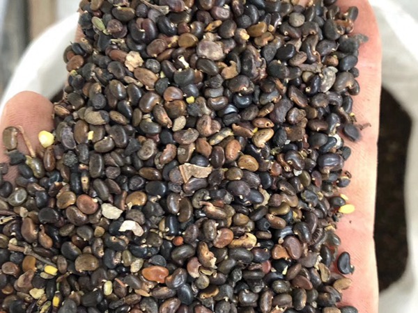 <a href='http://fscangbo.com/linmuzhongzi/16015.html' target='_blank'>刺槐種子</a>