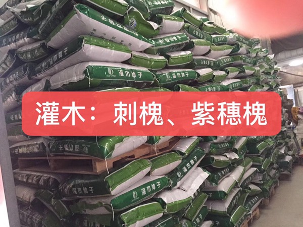 <a href='http://fscangbo.com/linmuzhongzi/16015.html' target='_blank'>刺槐</a><a href='http://fscangbo.com/' target='_blank'>種子</a>