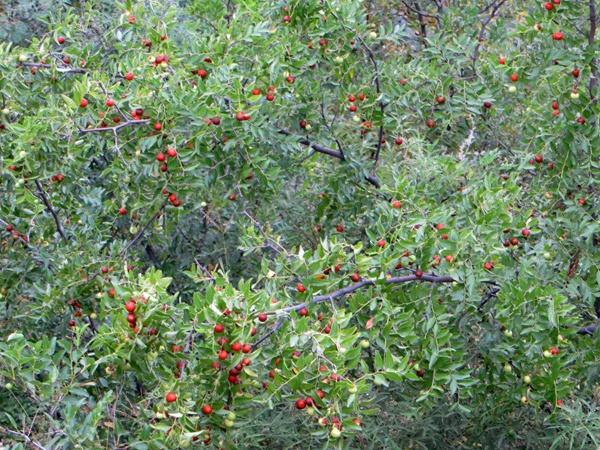 酸棗<a href='http://fscangbo.com/' target='_blank'>種子</a>