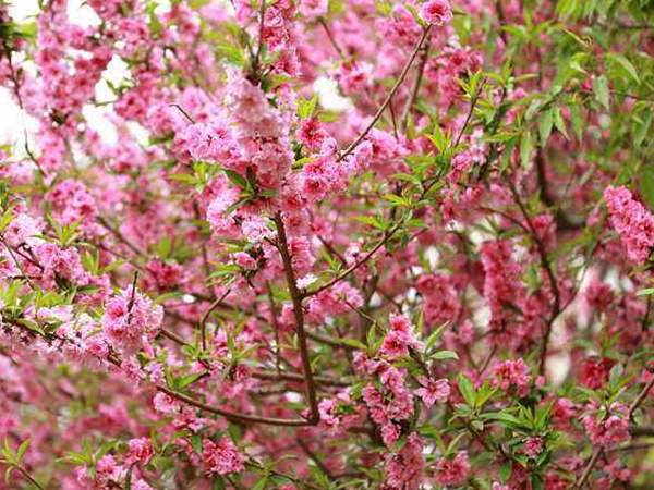 <a href='http://fscangbo.com/guoshuzhongzi/2185.html' target='_blank'>山桃</a><a href='http://fscangbo.com/' target='_blank'>種子</a>