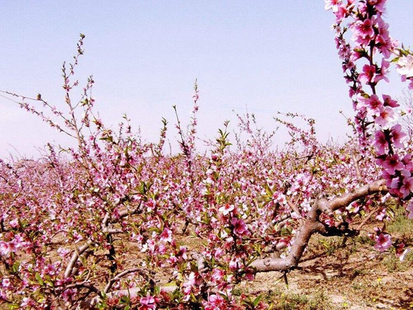 <a href='http://fscangbo.com/guoshuzhongzi/2185.html' target='_blank'>山桃種子</a>