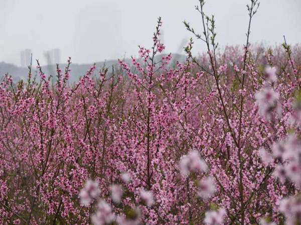 山桃<a href='http://fscangbo.com/' target='_blank'>種子</a>