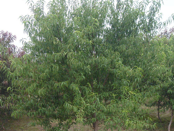 <a href='http://fscangbo.com/guoshuzhongzi/2185.html' target='_blank'>山桃種子</a>