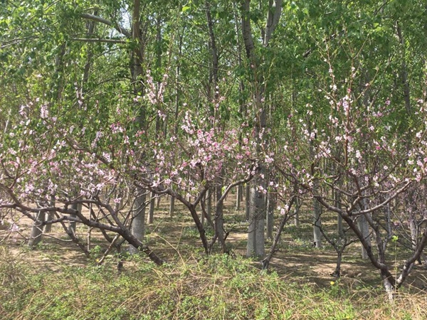 山桃<a href='http://fscangbo.com/' target='_blank'>種子</a>