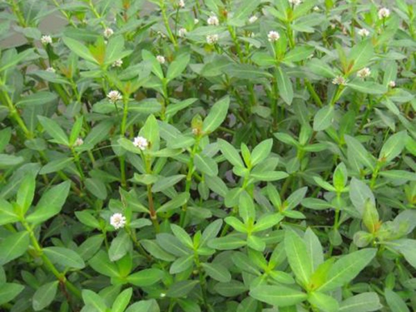 <a href='http://fscangbo.com/shuicaozhongzi/1869.html' target='_blank'>空心蓮子草</a>