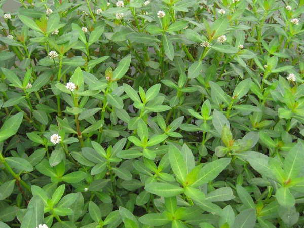 <a href='http://fscangbo.com/shuicaozhongzi/1862.html' target='_blank'>水花生</a>