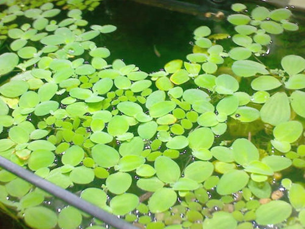 <a href='http://fscangbo.com/shuicaozhongzi/1861.html' target='_blank'>水浮萍</a>