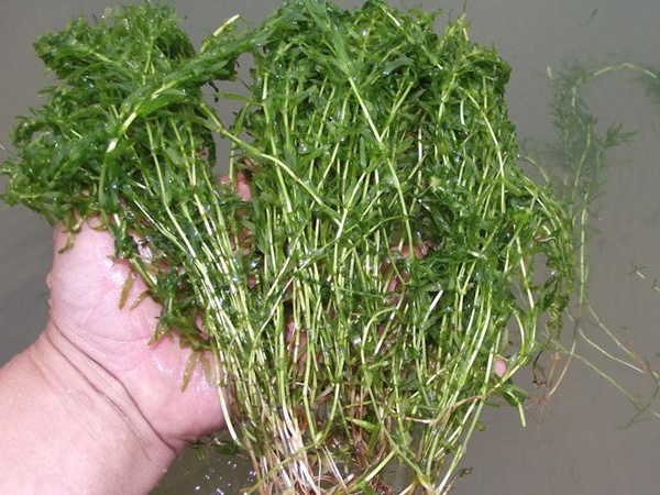 <a href='http://fscangbo.com/shuicaozhongzi/1858.html' target='_blank'>苦草</a>