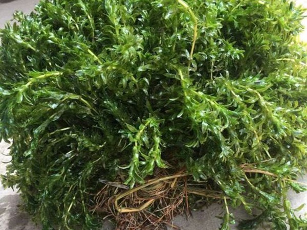 <a href='http://fscangbo.com/shuicaozhongzi/1858.html' target='_blank'>苦草</a>