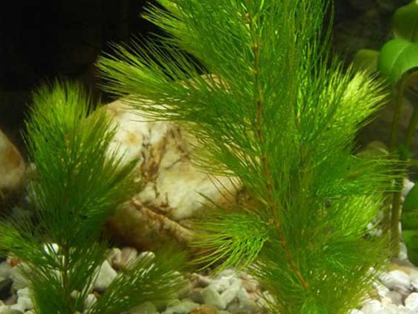 <a href='http://fscangbo.com/shuicaozhongzi/1857.html' target='_blank'>金魚(yú)藻種子</a>