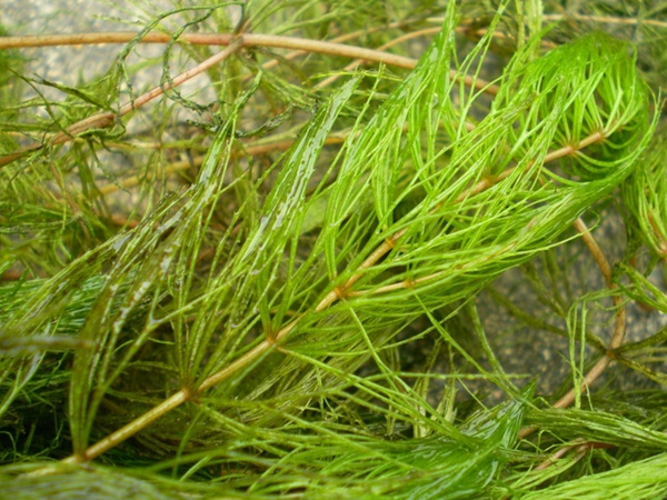 <a href='http://fscangbo.com/shuicaozhongzi/1857.html' target='_blank'>金魚(yú)藻種子</a>