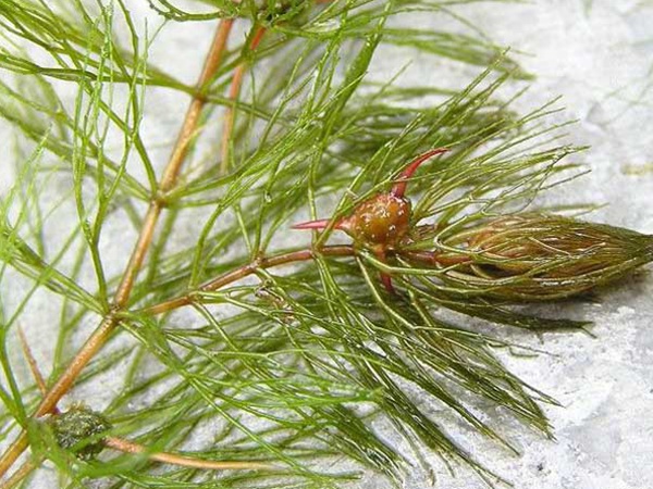 金魚(yú)藻<a href='http://fscangbo.com/' target='_blank'>種子</a>