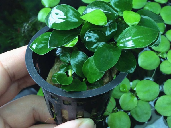 <a href='http://fscangbo.com/shuicaozhongzi/1874.html' target='_blank'>水榕</a>