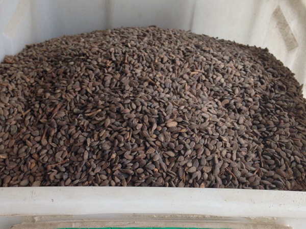 <a href='http://fscangbo.com/guoshuzhongzi/1884.html' target='_blank'>蘋果種子</a>