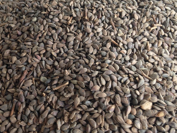 <a href='http://fscangbo.com/guoshuzhongzi/1884.html' target='_blank'>蘋果</a><a href='http://fscangbo.com/' target='_blank'>種子</a>