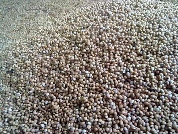 <a href='http://fscangbo.com/guoshuzhongzi/2186.html' target='_blank'>山櫻桃種子</a>