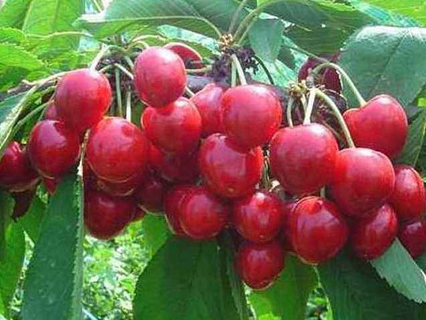 <a href='http://fscangbo.com/guoshuzhongzi/2186.html' target='_blank'>山櫻桃</a>