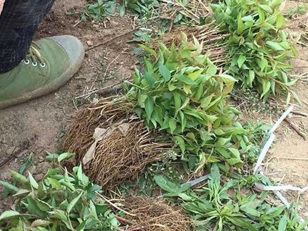 山<a href='http://fscangbo.com/guoshuzhongzi/1888.html' target='_blank'>櫻桃</a>