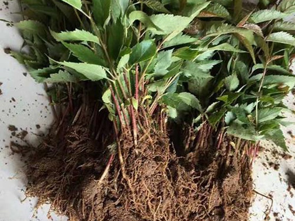 <a href='http://fscangbo.com/guoshuzhongzi/2186.html' target='_blank'>山櫻桃</a>