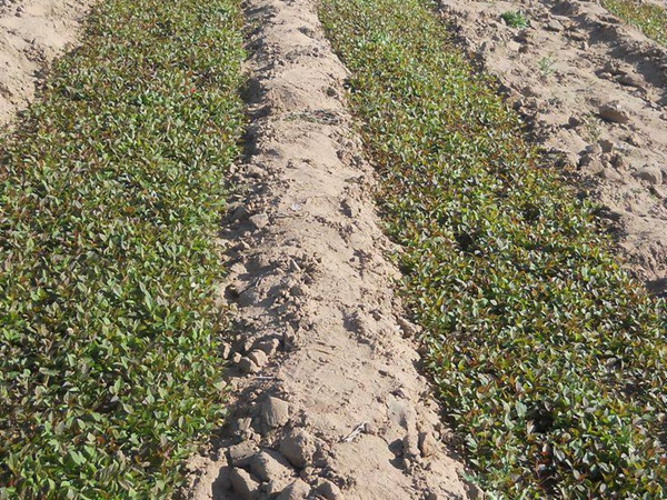 <a href='http://fscangbo.com/guoshuzhongzi/2008.html' target='_blank'>杜梨</a>